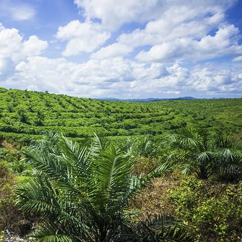 Wir sind Mitglied und Förderer des Roundtable on Sustainable Palm Oil (RSPO)