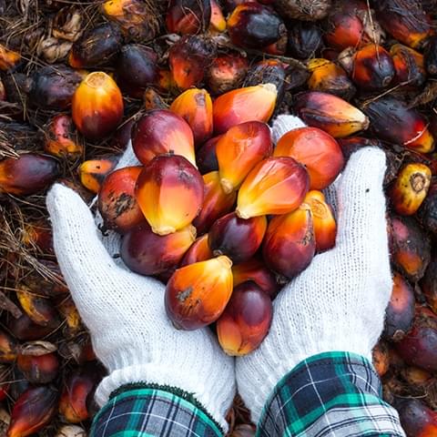 Wir sind Wegbereiter bei der Nutzung von Palmöl aus nachhaltiger Produktion gemäss Einstufung des World Wildlife Fund (WWF)